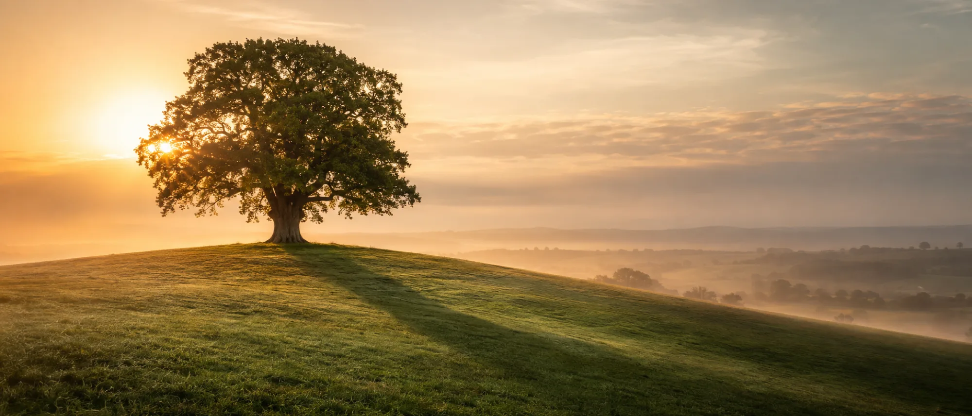 Lone ancient tree on a hill in golden evening light