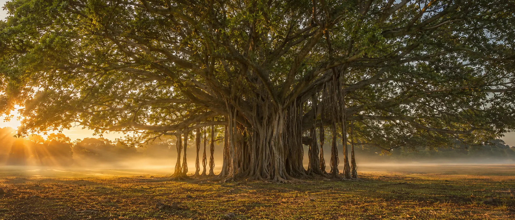 A centuries-old banyan tree with sprawling aerial roots in golden morning light
